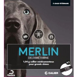 Merlin, collier grand chien