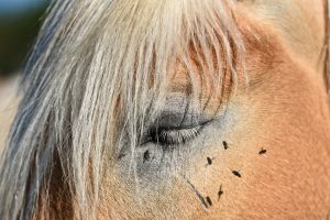 Eviter et soigner les myiases des plaies de votre cheval 