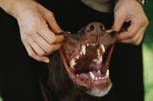 hygiène bucco-dentaire chien