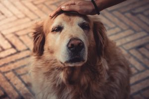 Améliorer l'espérance de vie de votre chien grâce à une bonne alimentation