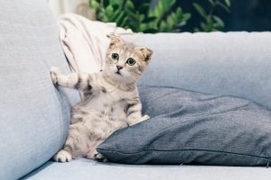 Les phéromones impactent le stress de votre chat