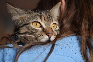 Faut-il absolument choisir un chat de race ?