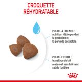 royal-canin-medium-starter-mother-babydog-vetorino