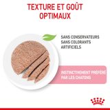 royal-canin-cat-kitten-eminces-en-mousse-vetorino