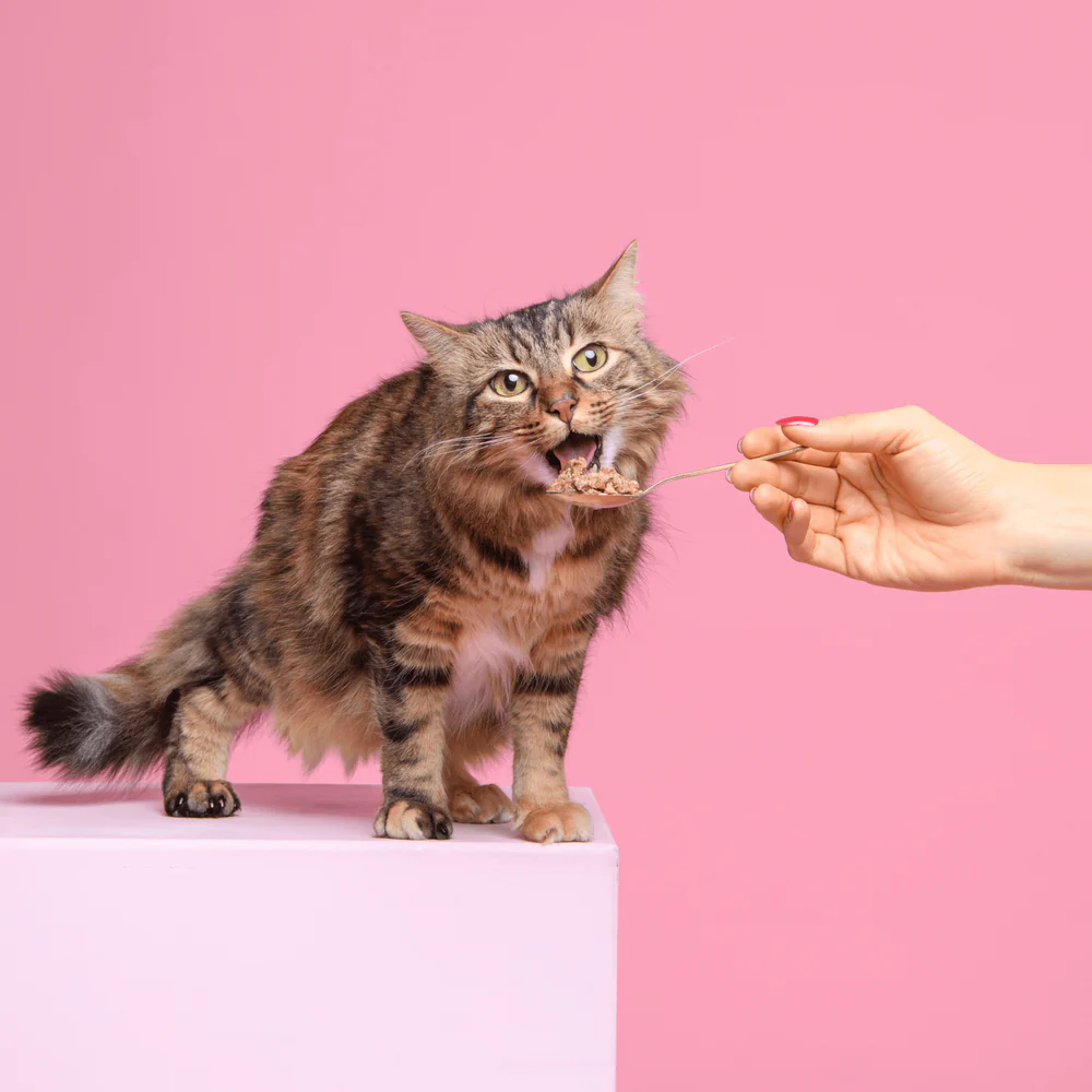 Ziggy  Alimentation saine, transparente et engagée pour chats