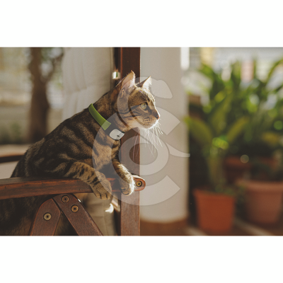 GPS/moniteur d'activité Kippy Cat pour chat - Vétorino