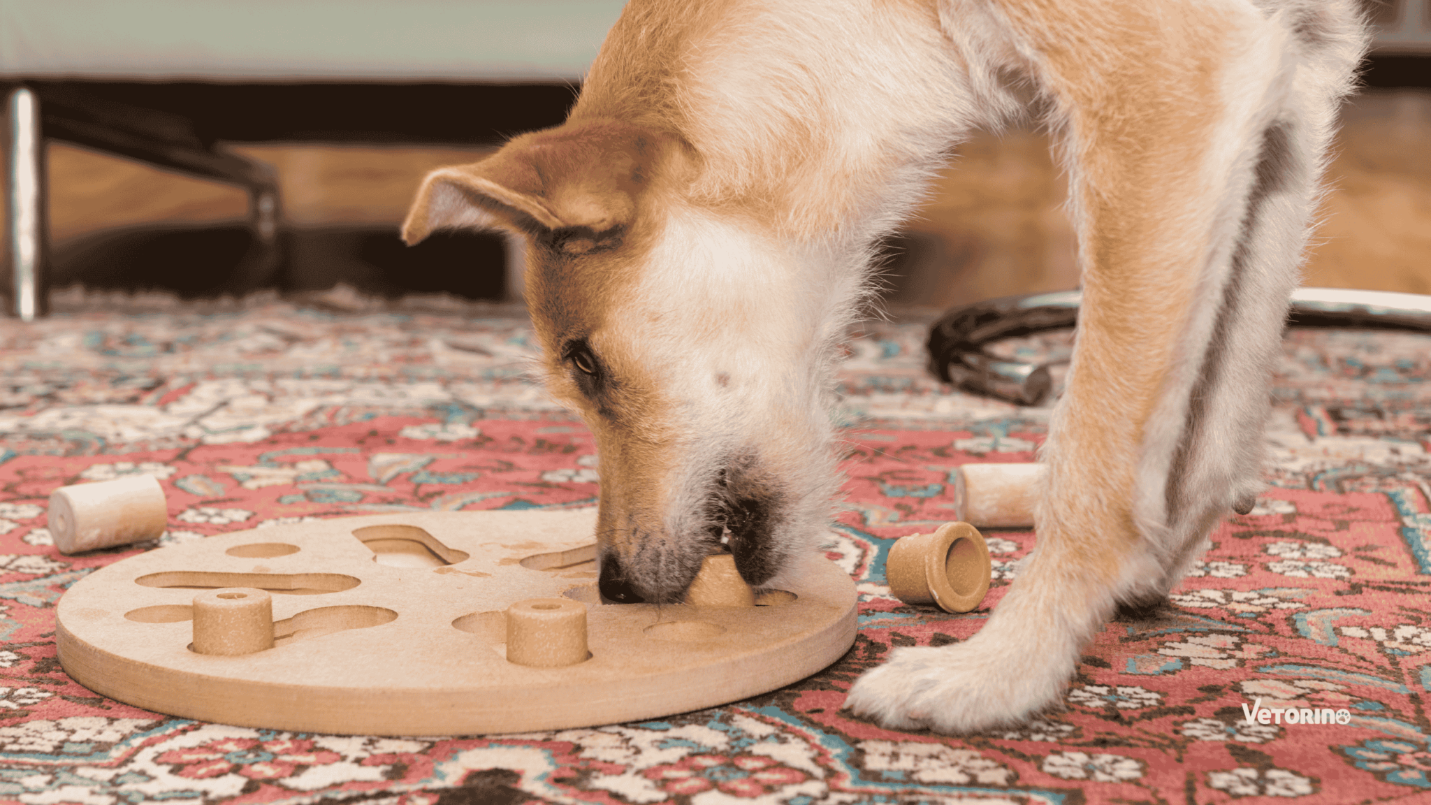 jeux à faire en intérieur avec un chien