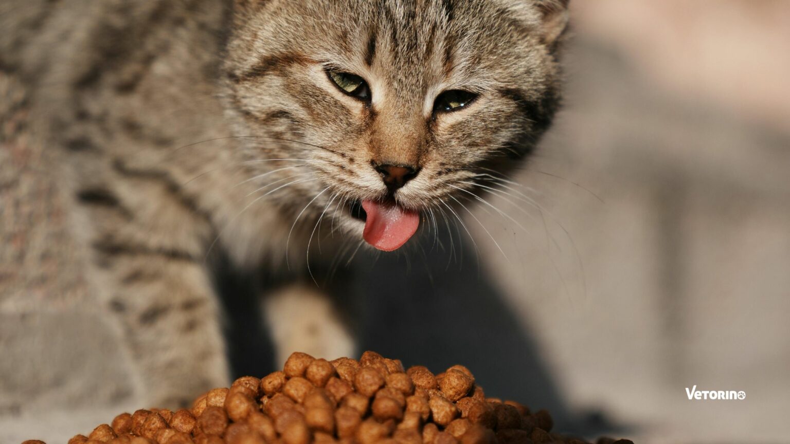 chat régurgite croquettes