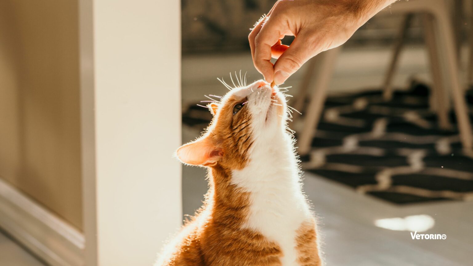 choisir friandises chat