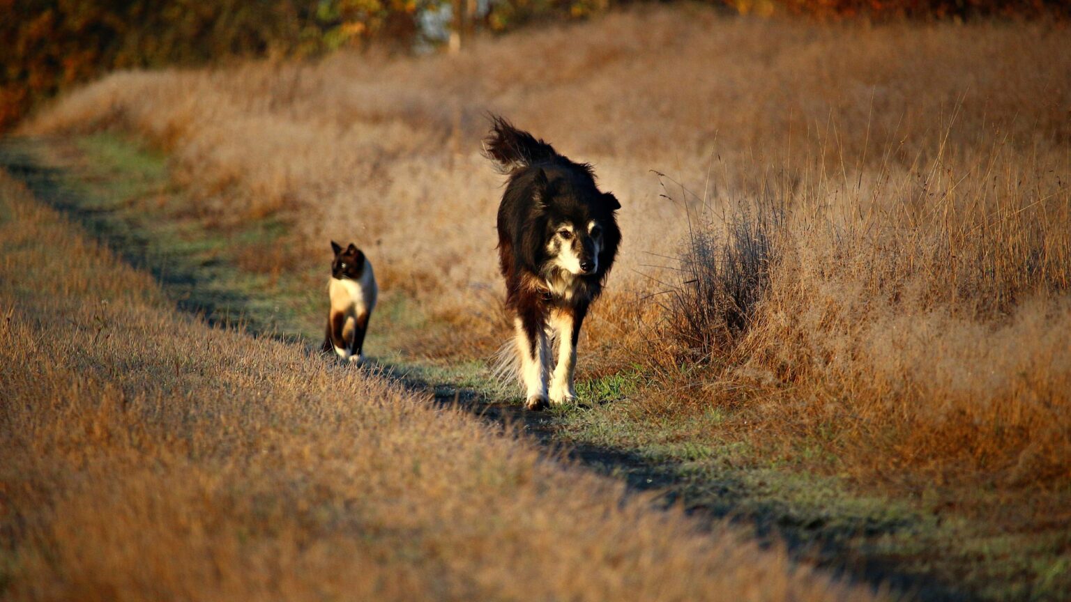 chat et chien senior alimentation