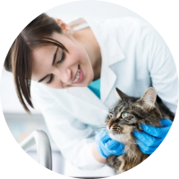 Clinique vétérinaire Codomier