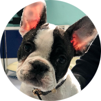 Clinique vétérinaire des Drs Cortot & Marie