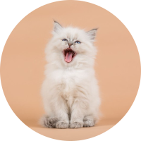 Cabinet vétérinaire médico-chirurgical 4 Pattes Vet